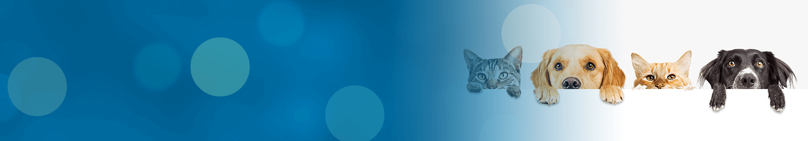 Pet Insurance